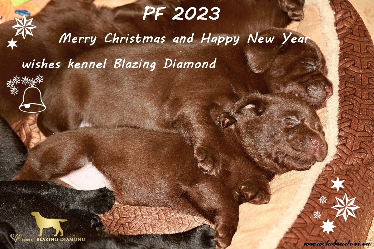 pf 23 brown puppies o